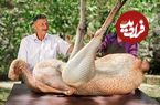 ببینید؛ غذای روستایی در آذربایجان؛ کباب کردن یک شتر مرغ کامل در تنور زیر زمینی
