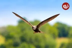 پرنده‌ای که می‌تواند «10 ماه» بدون توقف پرواز کند