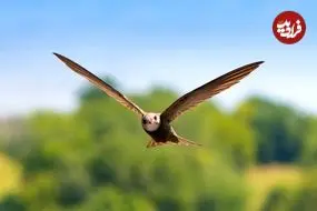 پرنده‌ای که می‌تواند «10 ماه» بدون توقف پرواز کند