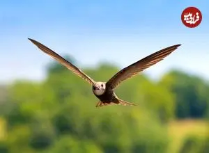 پرنده‌ای که می‌تواند «10 ماه» بدون توقف پرواز کند