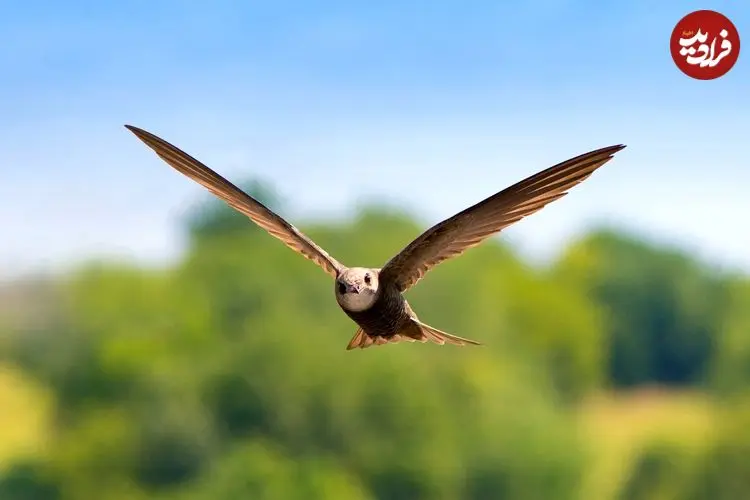پرنده‌ای که می‌تواند «10 ماه» بدون توقف پرواز کند