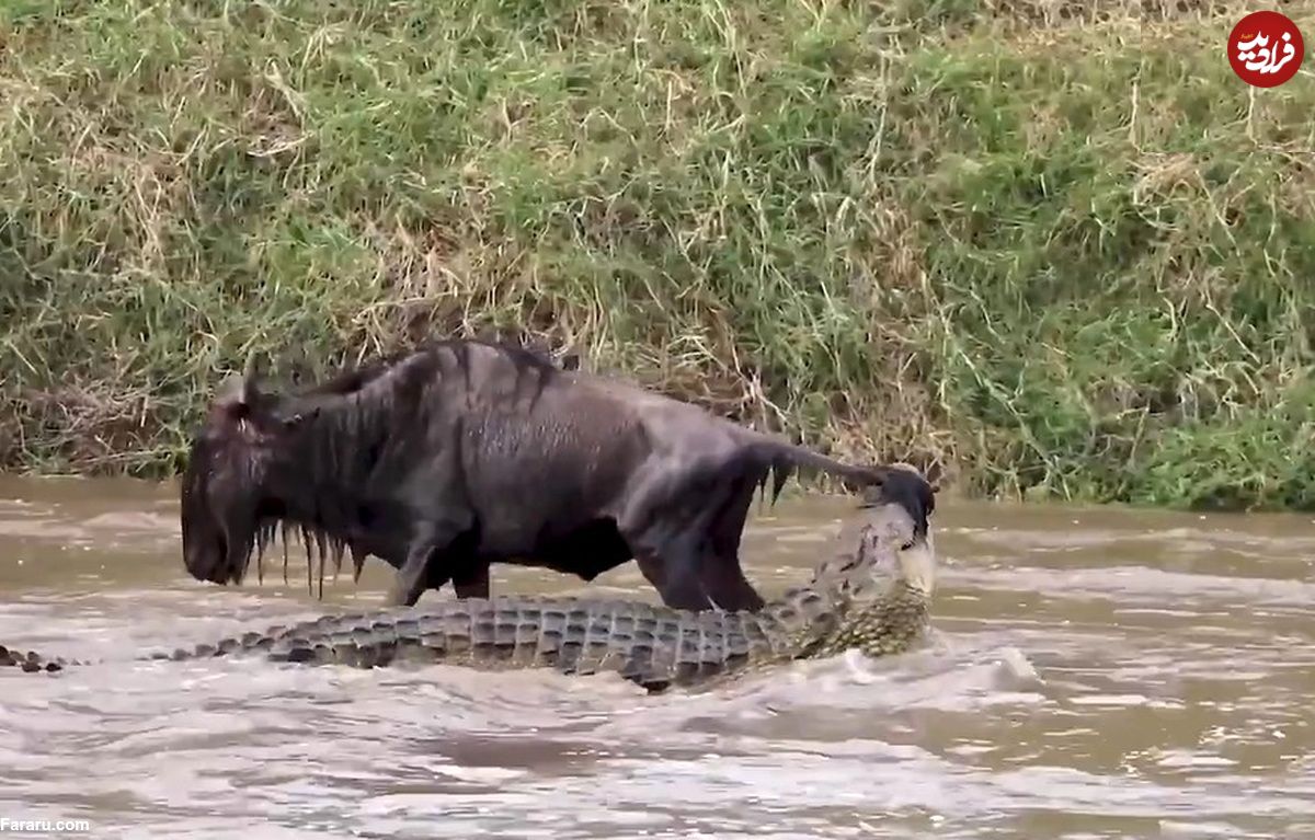(ویدئو) تمساح دُم گوزن یالدار را گرفت و به داخل رودخانه کشاند