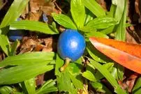 از «آبی‌ترین میوۀ جهان» چه می‌دانیم؟