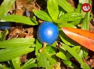از «آبی‌ترین میوۀ جهان» چه می‌دانیم؟