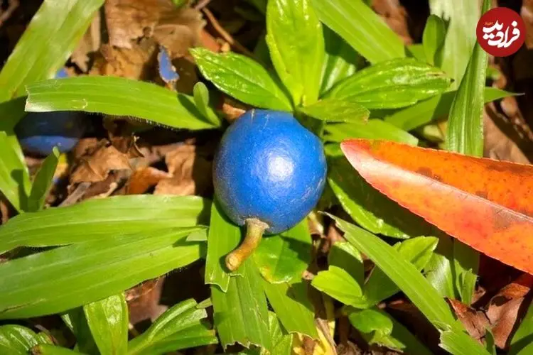 از «آبی‌ترین میوۀ جهان» چه می‌دانیم؟