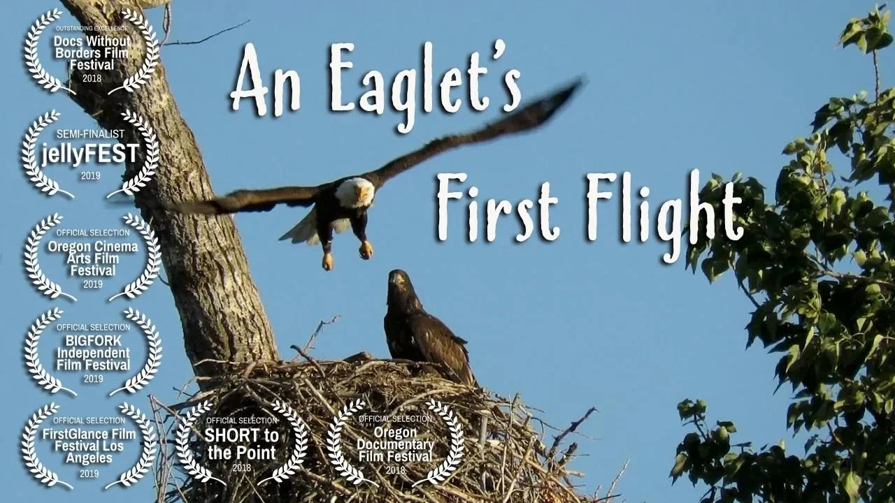 (ویدئو) لحظه نادر غذا دادن عقاب سر سفید به فرزندش؛ اولین پرواز یک بچه عقاب