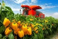 ببینید| چگونه آمریکایی ها هزاران تن فلفل دلمه ای رنگی را برداشت و فرآوری می کنند؟