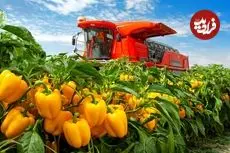 ببینید| چگونه آمریکایی ها هزاران تن فلفل دلمه ای رنگی را برداشت و فرآوری می کنند؟