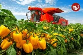 ببینید| چگونه آمریکایی ها هزاران تن فلفل دلمه ای رنگی را برداشت و فرآوری می کنند؟