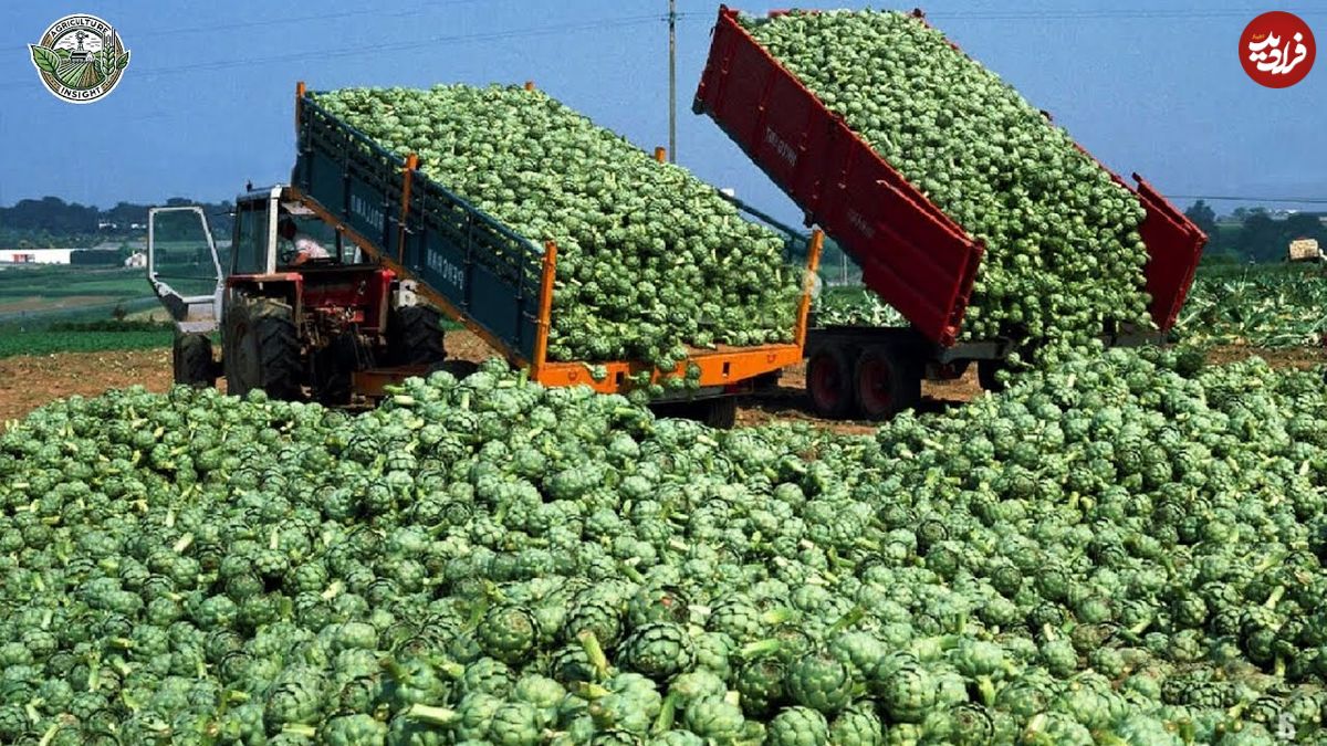 ببینید؛ مراحل تماشایی کاشت، برداشت و فرآوری میلیون ها کنگر فرنگی در آمریکا