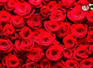 راز بقای ملکه گل‌ها؛ رز چگونه به نماد جهانی عشق تبدیل شد؟