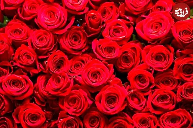 راز بقای ملکه گل‌ها؛ رز چگونه به نماد جهانی عشق تبدیل شد؟