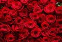 راز بقای ملکه گل‌ها؛ رز چگونه به نماد جهانی عشق تبدیل شد؟