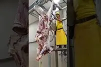 (ویدئو) این دستگاه عجیب در 17 ثانیه لاشه گاو 200 کیلویی را دو نصف می کند!