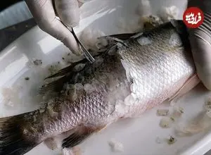 ببینید| غذای خیابانی در تایلند؛ پخت باراماندی با ماهی سی بس در بانکوک