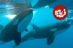 بازی‌ای که به قیمت جان نهنگ‌های قاتل تمام می‌شود