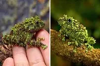 ببینید| قورباغه خزه پوش ویتنامی؛ استاد استتار در جنگل!