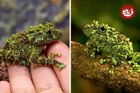 ببینید| قورباغه خزه پوش ویتنامی؛ استاد استتار در جنگل!