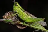 (تصاویر) ملخ را از این زاویه دیده بودید؟! 