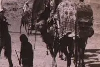 عکس| سفر زمان؛ کاروان قاجاری در راه بندرعباس؛ سفر با شتر و الاغ در جنوب ایران