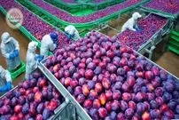 ببییند| چگونه کشاورزان کشورهای توسعه یافته هزاران تن آلو را برداشت می کنند؟
