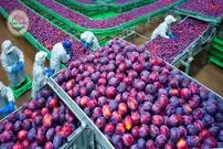 ببییند| چگونه کشاورزان کشورهای توسعه یافته هزاران تن آلو را برداشت می کنند؟