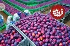 ببییند| چگونه کشاورزان کشورهای توسعه یافته هزاران تن آلو را برداشت می کنند؟