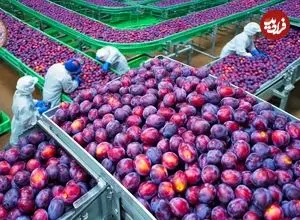 ببییند| چگونه کشاورزان کشورهای توسعه یافته هزاران تن آلو را برداشت می کنند؟