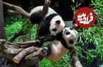 تصاویر| بازگردانده شدن پانداهای دوقلو به چین و بی پاندا شدن مردم ژاپن بعد از نیم قرن