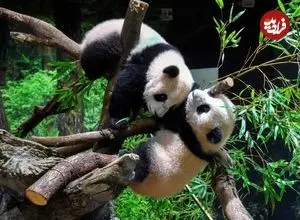 تصاویر| بازگردانده شدن پانداهای دوقلو به چین و بی پاندا شدن مردم ژاپن بعد از نیم قرن