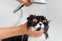 چرا گربه‌ها از خیس شدن متنفرند؟ 