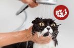 چرا گربه‌ها از خیس شدن متنفرند؟ 