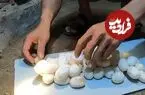 ویدئو| برداشت تخم هزاران کبرا؛ نگاهی به یک مرکز پرورش مار در ویتنام