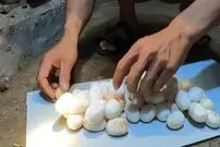 ویدئو| برداشت تخم هزاران کبرا؛ نگاهی به یک مرکز پرورش مار در ویتنام