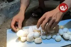ویدئو| برداشت تخم هزاران کبرا؛ نگاهی به یک مرکز پرورش مار در ویتنام