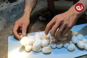 ویدئو| برداشت تخم هزاران کبرا؛ نگاهی به یک مرکز پرورش مار در ویتنام