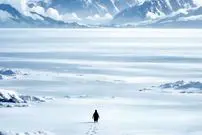 ببینید| پنگوئن نیهیلیست ؛ کلیپ ترند این روزهای شبکه‌های اجتماعی و واکنش ترامپ