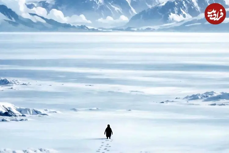 ببینید| پنگوئن نیهیلیست ؛ کلیپ ترند این روزهای شبکه‌های اجتماعی و واکنش ترامپ