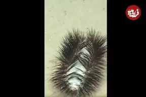 ببینید| تصاویری جالب از پشمالوهای کف دریا