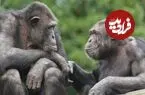 شامپانزه‌ها و بونوبوها می‌توانند دوستان قدیمی خود را حتی پس از دهه‌ها به یاد بیاورند