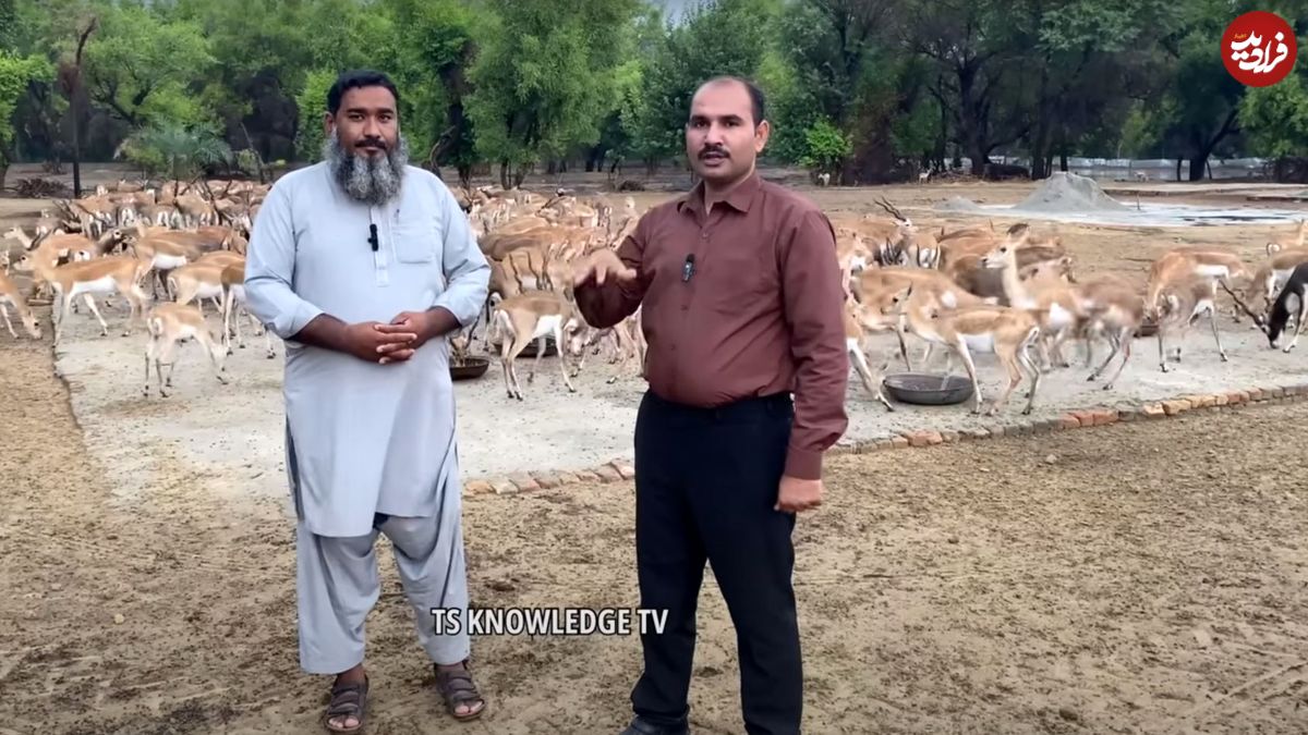 (ویدئو) ببینید این مرد پاکستانی چگونه شکم هزار گوزن پرورشی را سیر می کند