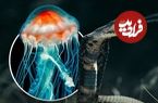 تصاویر؛ پادشاهان سم؛ حیواناتی که نباید به آن ها نزدیک شوید