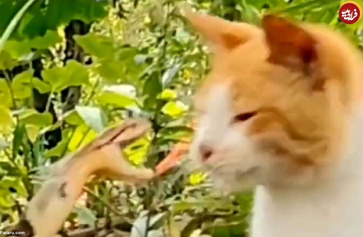 (ویدئو) واکنش برق‌ آسای گربه به حمله یک مار