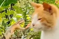 (ویدئو) واکنش برق‌ آسای گربه به حمله یک مار