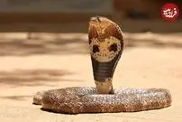 (ویدئو) مارگیر حرفه‌ای با دست خالی شاه کبرا را شکار کرد!