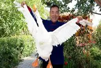 ببینید| غذای روستایی در چین؛ پخت یک غذای سنتی با غاز