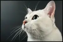 10 حقیقت جالب درباره سبیل گربه که نمی‌دانستید