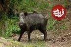 عکس| سفر به ایران قدیم؛ منظرۀ عجیب «درخت گراز» در علی‌آباد کتول؛ 130 سال قبل