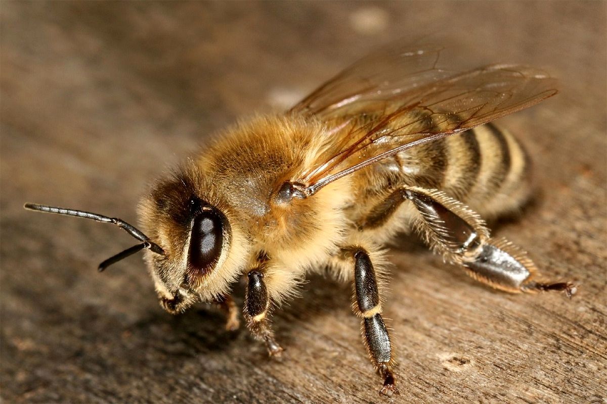 ( ویدیو) لحظات شگفت‌انگیز به دنیا آمدن زنبور عسل