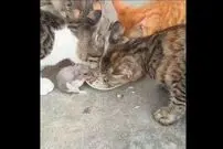 (ویدئو) رفاقت عجیب موش با چند گربه